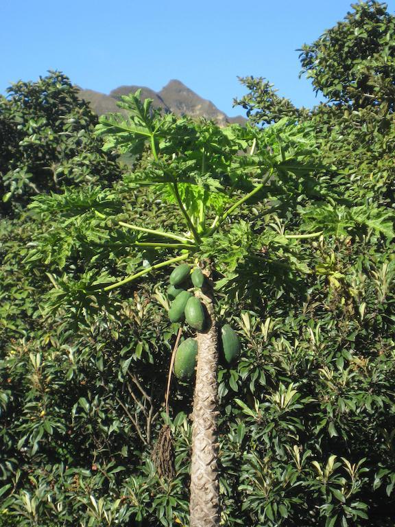 Casa Madre Tierra Hotel Vilcabamba Bagian luar foto